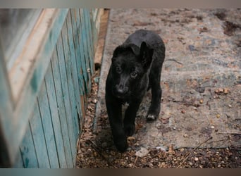 Welpe Chip-Nr. 264844 - der süße Racker freut sich auf spannende Abenteuer mit seinen Menschen!