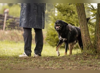 WATSON - fröhlicher, menschenbezogener Rüde sucht aktive, unternehmungslustige Familie