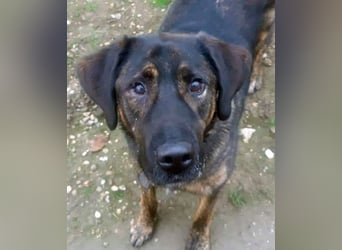 SHELL - Welche starke, erfahrene Hand zeigt mir das Leben?