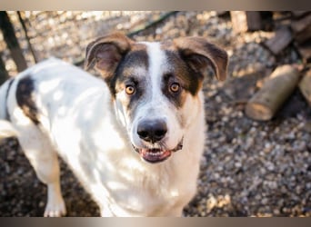 MARLON - der große und starke liebe Junge sucht eine unternehmungslustige Familie