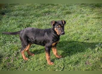 Welpe ABBY - ich suche eine Familie die mich liebt und niemals alleine lässt...