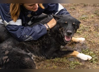 WATSON - fröhlicher, menschenbezogener Rüde sucht aktive, unternehmungslustige Familie