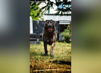 SHELL - Welche starke, erfahrene Hand zeigt mir das Leben?