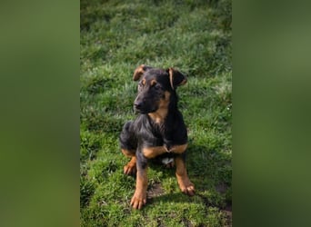 Welpe ABBY - ich suche eine Familie die mich liebt und niemals alleine lässt...