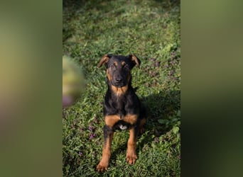 Welpe ABBY - ich suche eine Familie die mich liebt und niemals alleine lässt...