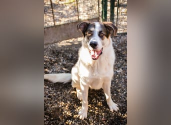 MARLON - der große und starke liebe Junge sucht eine unternehmungslustige Familie