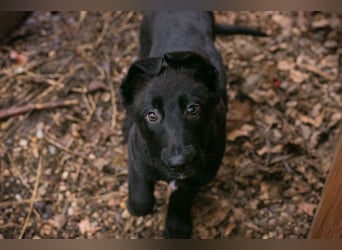Welpe Chip-Nr. 264844 - der süße Racker freut sich auf spannende Abenteuer mit seinen Menschen!