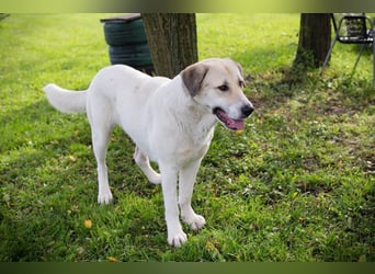 KAMILA - ruhige, nette und besonnene Herdenschutz-Mix-Hündin sucht erfahrene Familie