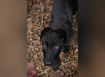 Welpe Chip-Nr. 264844 - der süße Racker freut sich auf spannende Abenteuer mit seinen Menschen!