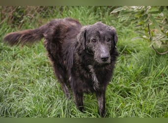 ORION - der ruhige, zugängliche und brave Rüde liebt Menschen und Artgenossen