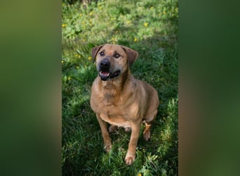 QUINCY - der ruhige + verschmuste große Rüde möchte das Leben zusammen mit seinen Menschen genießen