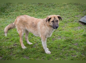 SERINA - die hübsche Maus freut sich auf tolle Abenteuer mit ihren Menschen!