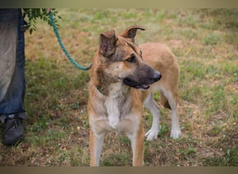 AUSTIN - der neugierige und unkomplizierte Junghund freut sich auf eine eigene Familie!