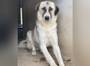 Sido, geb. ca. 02/2024, lebt in GRIECHENLAND, im städt. Tierheim Serres