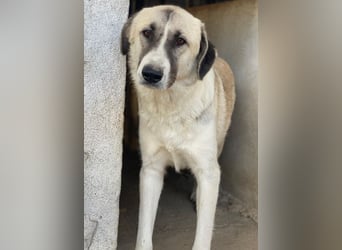 Sido, geb. ca. 02/2024, lebt in GRIECHENLAND, im städt. Tierheim Serres