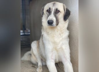 Sido, geb. ca. 02/2024, lebt in GRIECHENLAND, im städt. Tierheim Serres