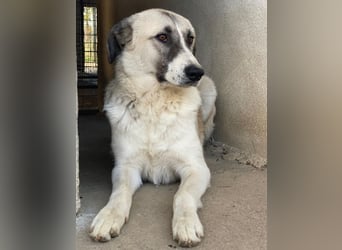 Sido, geb. ca. 02/2024, lebt in GRIECHENLAND, im städt. Tierheim Serres