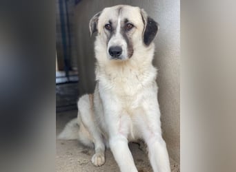 Sido, geb. ca. 02/2024, lebt in GRIECHENLAND, im städt. Tierheim Serres