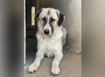 Sido, geb. ca. 02/2024, lebt in GRIECHENLAND, im städt. Tierheim Serres