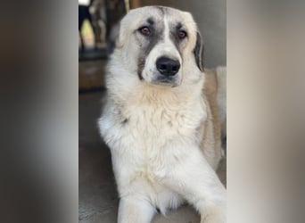 Sido, geb. ca. 02/2024, lebt in GRIECHENLAND, im städt. Tierheim Serres