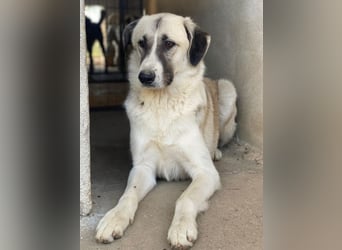 Sido, geb. ca. 02/2024, lebt in GRIECHENLAND, im städt. Tierheim Serres