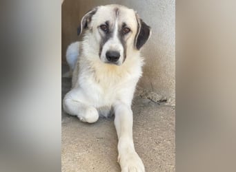 Sido, geb. ca. 02/2024, lebt in GRIECHENLAND, im städt. Tierheim Serres