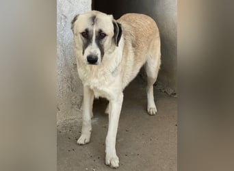 Sido, geb. ca. 02/2024, lebt in GRIECHENLAND, im städt. Tierheim Serres