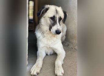 Sido, geb. ca. 02/2024, lebt in GRIECHENLAND, im städt. Tierheim Serres