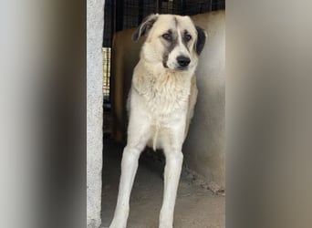 Sido, geb. ca. 02/2024, lebt in GRIECHENLAND, im städt. Tierheim Serres