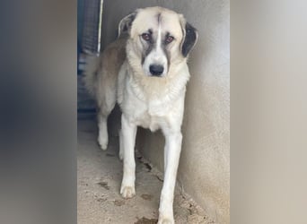 Sido, geb. ca. 02/2024, lebt in GRIECHENLAND, im städt. Tierheim Serres