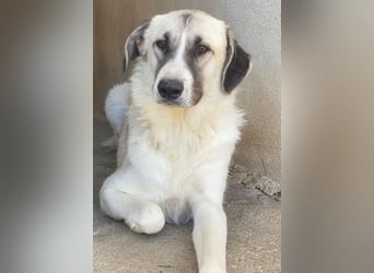 Sido, geb. ca. 02/2024, lebt in GRIECHENLAND, im städt. Tierheim Serres