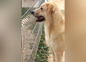 Brooklyn - riesiges Herz sucht riesige Couch