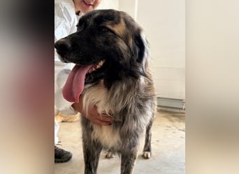 Pupo - sanfter Kuschelbär sucht Zuhause!