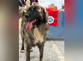 Pupo - sanfter Kuschelbär sucht Zuhause!