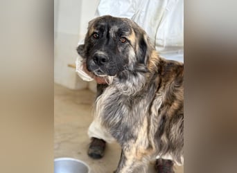 Pupo - sanfter Kuschelbär sucht Zuhause!
