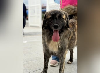 Pupo - sanfter Kuschelbär sucht Zuhause!