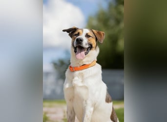 Verspielter Mario sucht aktives Zuhause