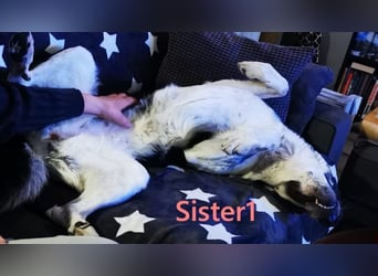 Sister1 geb. 01/2022 (in Deutschland) - "Biene" genannt, verliert unverschuldet ihr Zuhause!