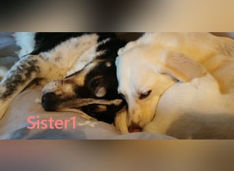 Sister1 geb. 01/2022 (in Deutschland) - "Biene" genannt, verliert unverschuldet ihr Zuhause!