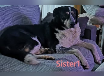 Sister1 geb. 01/2022 (in Deutschland) - "Biene" genannt, verliert unverschuldet ihr Zuhause!