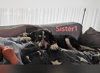 Sister1 geb. 01/2022 (in Deutschland) - "Biene" genannt, verliert unverschuldet ihr Zuhause!