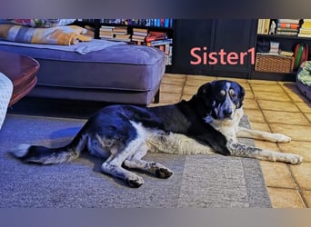 Sister1 geb. 01/2022 (in Deutschland) - "Biene" genannt, verliert unverschuldet ihr Zuhause!