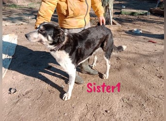 Sister1 geb. 01/2022 (in Deutschland) - "Biene" genannt, verliert unverschuldet ihr Zuhause!