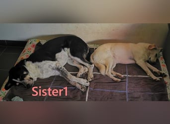 Sister1 geb. 01/2022 (in Deutschland) - "Biene" genannt, verliert unverschuldet ihr Zuhause!