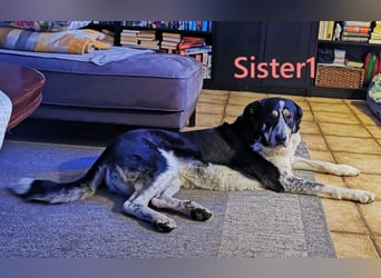 Sister1 geb. 01/2022 (in Deutschland) - "Biene" genannt, verliert unverschuldet ihr Zuhause!