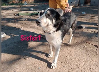 Sister1 geb. 01/2022 (in Deutschland) - "Biene" genannt, verliert unverschuldet ihr Zuhause!