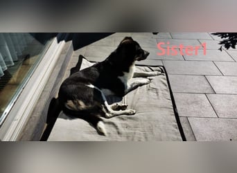 Sister1 geb. 01/2022 (in Deutschland) - "Biene" genannt, verliert unverschuldet ihr Zuhause!