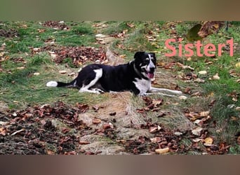 Sister1 geb. 01/2022 (in Deutschland) - "Biene" genannt, verliert unverschuldet ihr Zuhause!