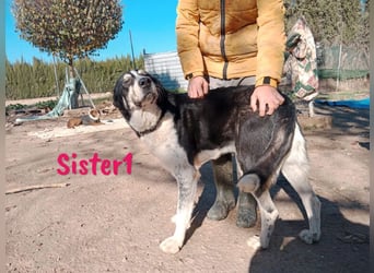 Sister1 geb. 01/2022 (in Deutschland) - "Biene" genannt, verliert unverschuldet ihr Zuhause!