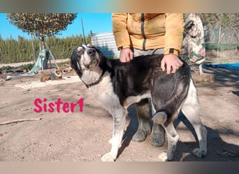 Sister1 geb. 01/2022 (in Deutschland) - "Biene" genannt, verliert unverschuldet ihr Zuhause!